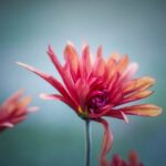 Adobe Photoshop CC 2015